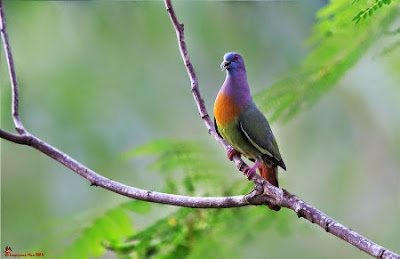  untuk burung Punai Gading ini memiliki bulu yang beraneka warna mirip warna pelangi mengh Burung Merpati Yang Berbulu Indah